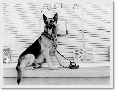 Police K-9 Hans