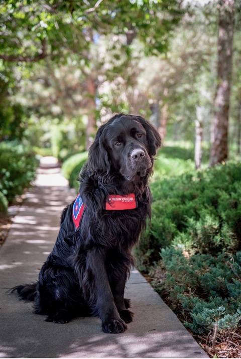 Therapy Dog Thistle